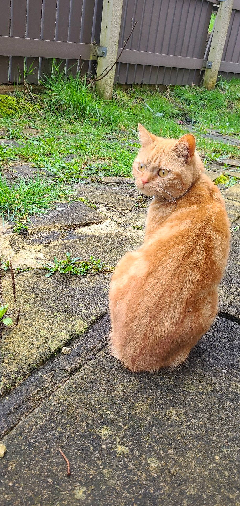 Ninja joined the competition — help win amazing prizes! asphalt, carnivore, cat, claw, domestic_short_haired_cat, eye, fawn, felidae, fur, grass, plant, road_surface, small_to_medium_sized_cats, snout, tail, terrestrial_animal, tree, whiskers, wildlife, wood