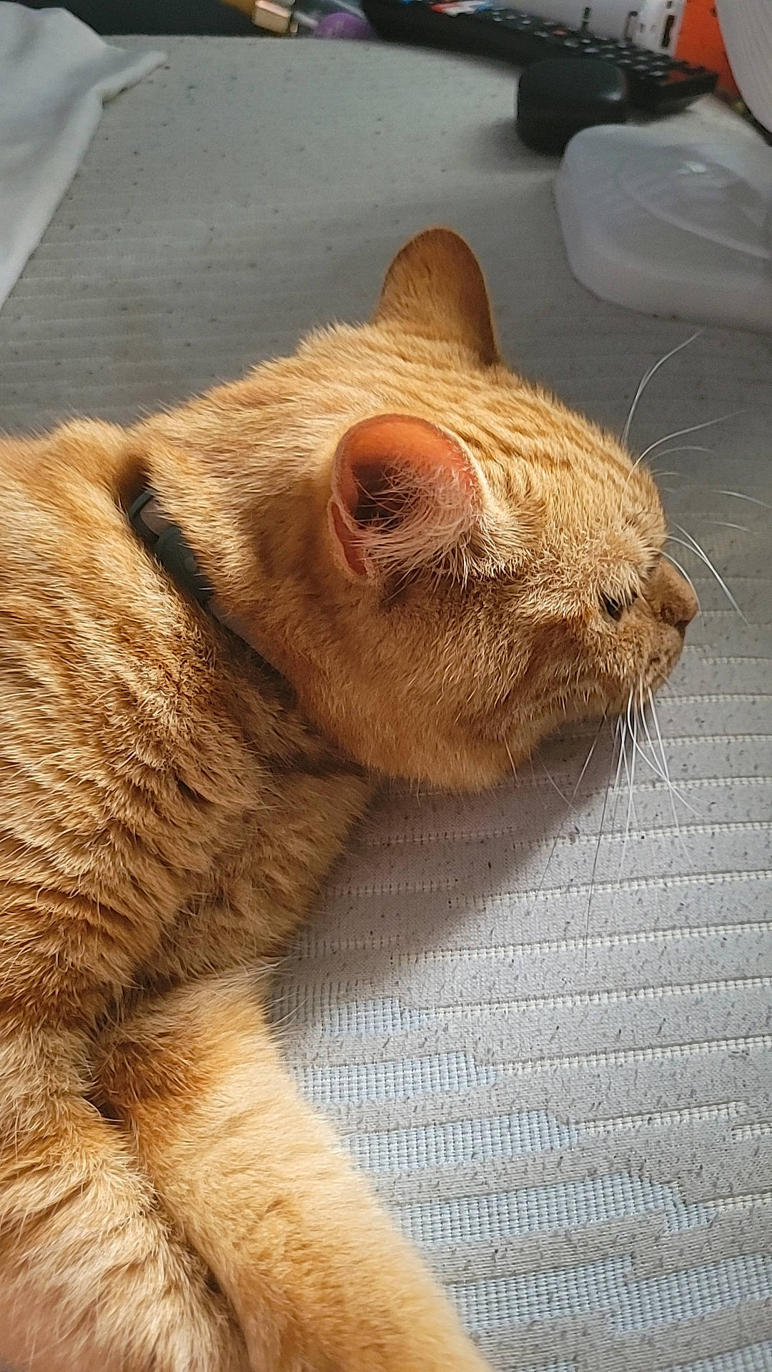 Ninja joined the competition — help win amazing prizes! carnivore, cat, claw, comfort, domestic_short_haired_cat, eye, fawn, felidae, foot, fur, head, leg, nose, paw, small_to_medium_sized_cats, snout, tail, terrestrial_animal, whiskers, wood