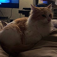 Este joined the competition — help win amazing prizes! bed, blanket, cat, cozy, cute, domestic_animal, feline, fluffy, furniture, home, indoor, living_room, mug, orange_and_white, pet, relaxing, resting, sleepy, soft_lighting, television