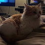 bed, blanket, cat, cozy, cute, domestic_animal, feline, fluffy, furniture, home, indoor, living_room, mug, orange_and_white, pet, relaxing, resting, sleepy, soft_lighting, television