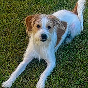 Bentley is registered to the contest to win money with this photo: dog, grass, outdoor, pet, canine, animal, fur, white, brown, laying, playful, cute, nature, field, muzzle, ears, tail, paws, friendly, alert