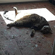 Micky a rejoint le concours — aidez-le/la à gagner de superbes lots ! cat, tabby, floor, sunlight, indoor, relaxed, pet, animal, tile, speckled, paw, resting, curious, feline, whiskers, sunbeam, laying, home, cozy, light
