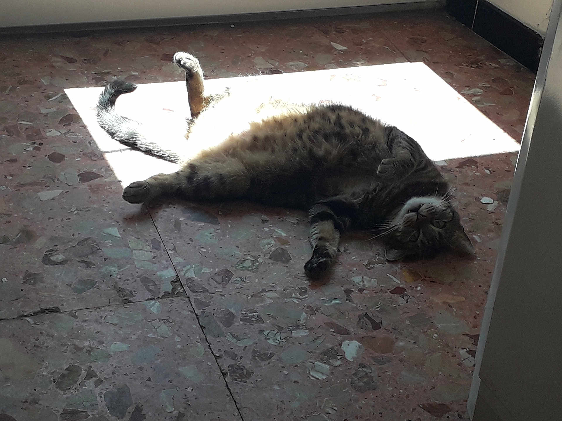 Micky a rejoint le concours — aidez-le/la à gagner de superbes lots ! cat, tabby, floor, sunlight, indoor, relaxed, pet, animal, tile, speckled, paw, resting, curious, feline, whiskers, sunbeam, laying, home, cozy, light