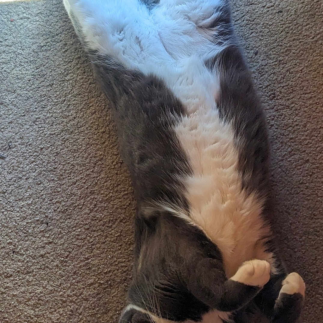 Buddy joined the competition — help win amazing prizes! carpet, cat, curious_eyes, cute, domestic_animal, feline, fluffy, fur, indoor, lying_down, mammal, paws, pet, playful, relaxed, sleepy, sunlight, tuxedo_cat, whiskers, white_belly