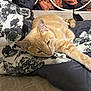 George joined the competition — help win amazing prizes! animal, bed, blanket, cat, charger, comfortable, cozy, domestic, fabric, feline, floral_pattern, fur, ginger_cat, headboard, indoor, paw, pet, relaxed, resting, sleepy