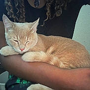 George is registered to the contest to win money with this photo: animal, arm, calm, cat, closeup, comfort, content, cozy, curly_hair, cute, feline, human, indoor, light_orange, napping, person, pet, relaxation, resting, sleeping