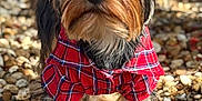 Valentino is registered to the contest to win money with this photo: alert, animal, closeup, curious, cute, dog, ears, fluffy, fur, nose, outdoor, pebbles, pet, plaid, portrait, red_shirt, small_dog, standing, sunlight, whiskers