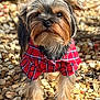 dog, small_dog, red_shirt, plaid, outdoor, pebbles, sunlight, fur, pet, animal, curious, alert, portrait, standing, cute, fluffy, ears, nose, whiskers, closeup