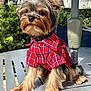 dog, small_dog, plaid_shirt, red_shirt, outdoor, metal_table, sunlight, greenery, pet, fur, cute, sitting, animal, canine, portrait, young_dog, fluffy, table_surface, daylight, domestic_animal