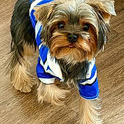 Valentino is registered to the contest to win money with this photo: dog, small_dog, pet, indoor, wooden_floor, blue_shirt, striped_shirt, fur, cute, adorable, looking_up, tongue_out, animal, friendly, domestic_animal, companion, mammal, standing, young_dog, playful