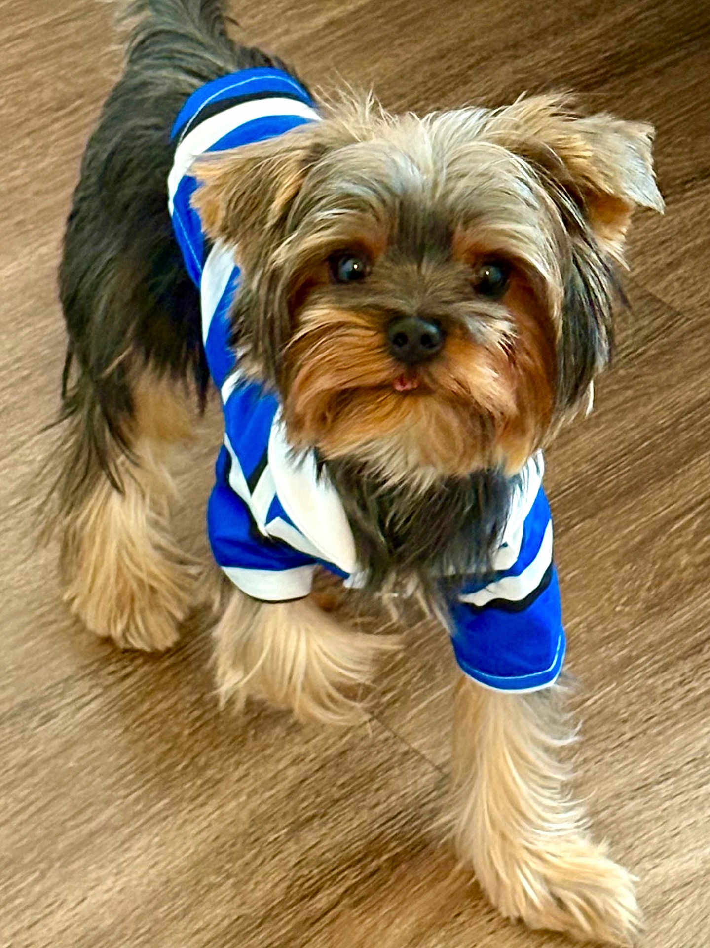 Valentino is registered to the contest to win money with this photo: dog, small_dog, pet, indoor, wooden_floor, blue_shirt, striped_shirt, fur, cute, adorable, looking_up, tongue_out, animal, friendly, domestic_animal, companion, mammal, standing, young_dog, playful
