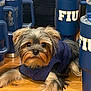dog, small_dog, yorkshire_terrier, pet, fur, table, mug, blue, clothing, animal, indoor, wooden_surface, face, eyes, cute, cozy, sitting, relaxed, furniture, logo
