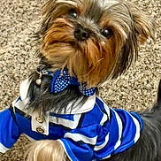 Valentino is registered to the contest to win money with this photo: adorable, animal, blue_shirt, bow_tie, carpet, companionship, cute, dog, domestic_animal, friendly, fur, indoor, looking_up, mammal, pet, pet_clothing, portrait, small_dog, striped_clothing, yorkshire_terrier