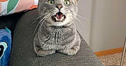 Ghost is registered to the contest to win money with this photo: armrest, carpet, cat, couch, domestic_animal, feline, floor_lamp, fur, furniture, gray_tabby, green_eyes, home, indoor, pet, pillow, plush_toy, surprised_expression, whiskers, wooden_table, zipper_bag