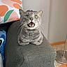 armrest, carpet, cat, couch, domestic_animal, feline, floor_lamp, fur, furniture, gray_tabby, green_eyes, home, indoor, pet, pillow, plush_toy, surprised_expression, whiskers, wooden_table, zipper_bag