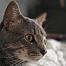 Ghost is registered to the contest to win money with this photo: animal, cat, close_up, curious, cute, domestic_cat, face, feline, focused, fur, indoor, mammal, pet, portrait, side_view, sleeping_area, soft_light, tabby, whiskers, yellow_eyes