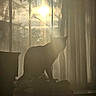 Ghost joined the competition — help win amazing prizes! animal, backlit, cat, cozy, curtains, feline, glow, indoor, morning, peaceful, pet, quiet, shadow, silhouette, soft_light, still_life, sunbeam, sunlight, warm, window