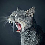 Ghost joined the competition — help win amazing prizes! animal, cat, close_up, cute, dark_background, domestic_animal, feline, fur, gray_cat, indoor, mammal, mouth_open, pet, portrait, profile, sleepy, teeth, tongue, whiskers, yawning