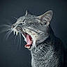 animal, cat, close_up, cute, dark_background, domestic_animal, feline, fur, gray_cat, indoor, mammal, mouth_open, pet, portrait, profile, sleepy, teeth, tongue, whiskers, yawning