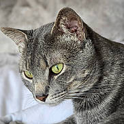 Ghost joined the competition — help win amazing prizes! cat, gray_tabby, close_up, green_eyes, whiskers, fur, pet, animal, portrait, indoor, soft_background, domestic_cat, feline, focused, side_view, cute, calm, mammal, closeup, looking_down
