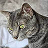cat, gray_tabby, close_up, green_eyes, whiskers, fur, pet, animal, portrait, indoor, soft_background, domestic_cat, feline, focused, side_view, cute, calm, mammal, closeup, looking_down