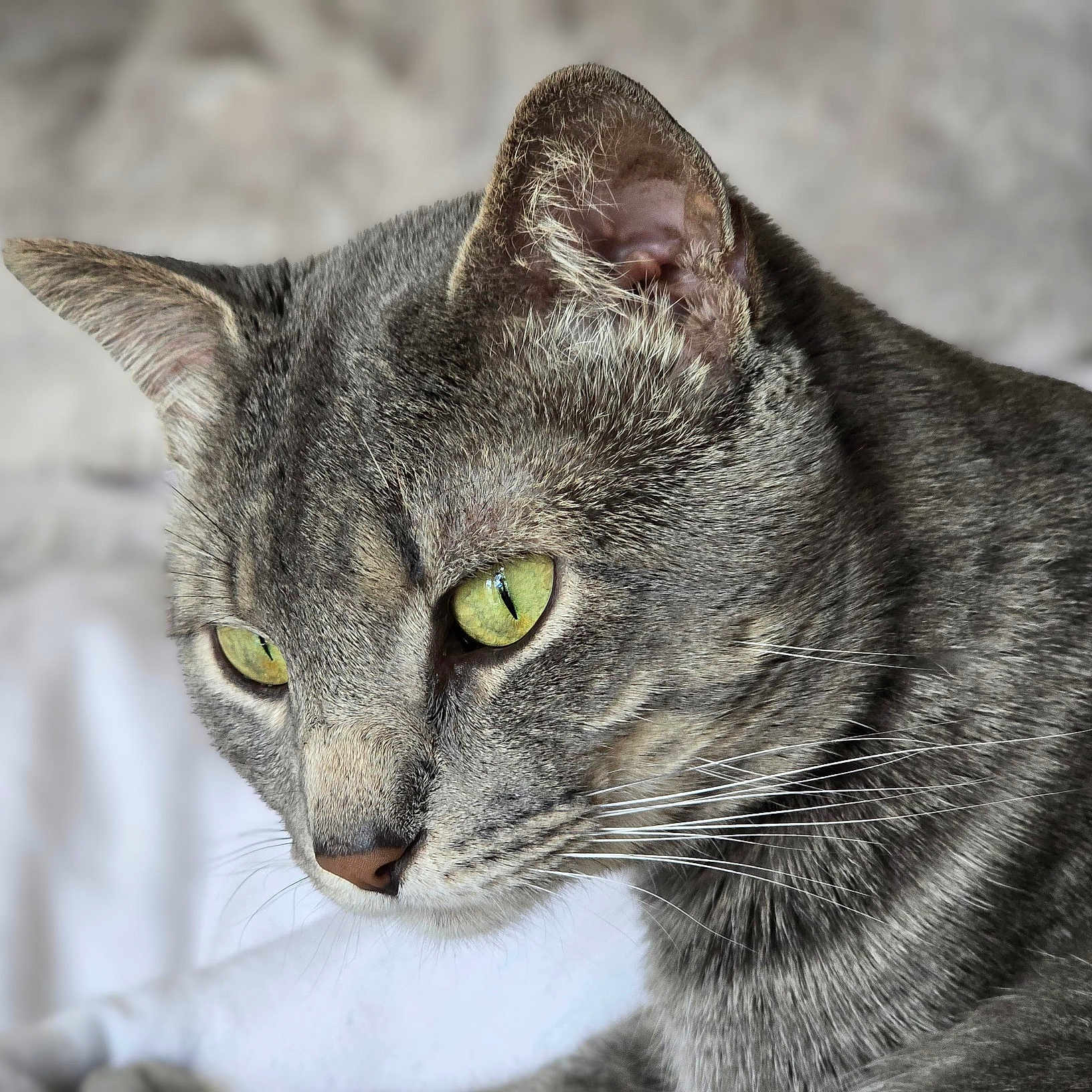 Ghost joined the competition — help win amazing prizes! cat, gray_tabby, close_up, green_eyes, whiskers, fur, pet, animal, portrait, indoor, soft_background, domestic_cat, feline, focused, side_view, cute, calm, mammal, closeup, looking_down