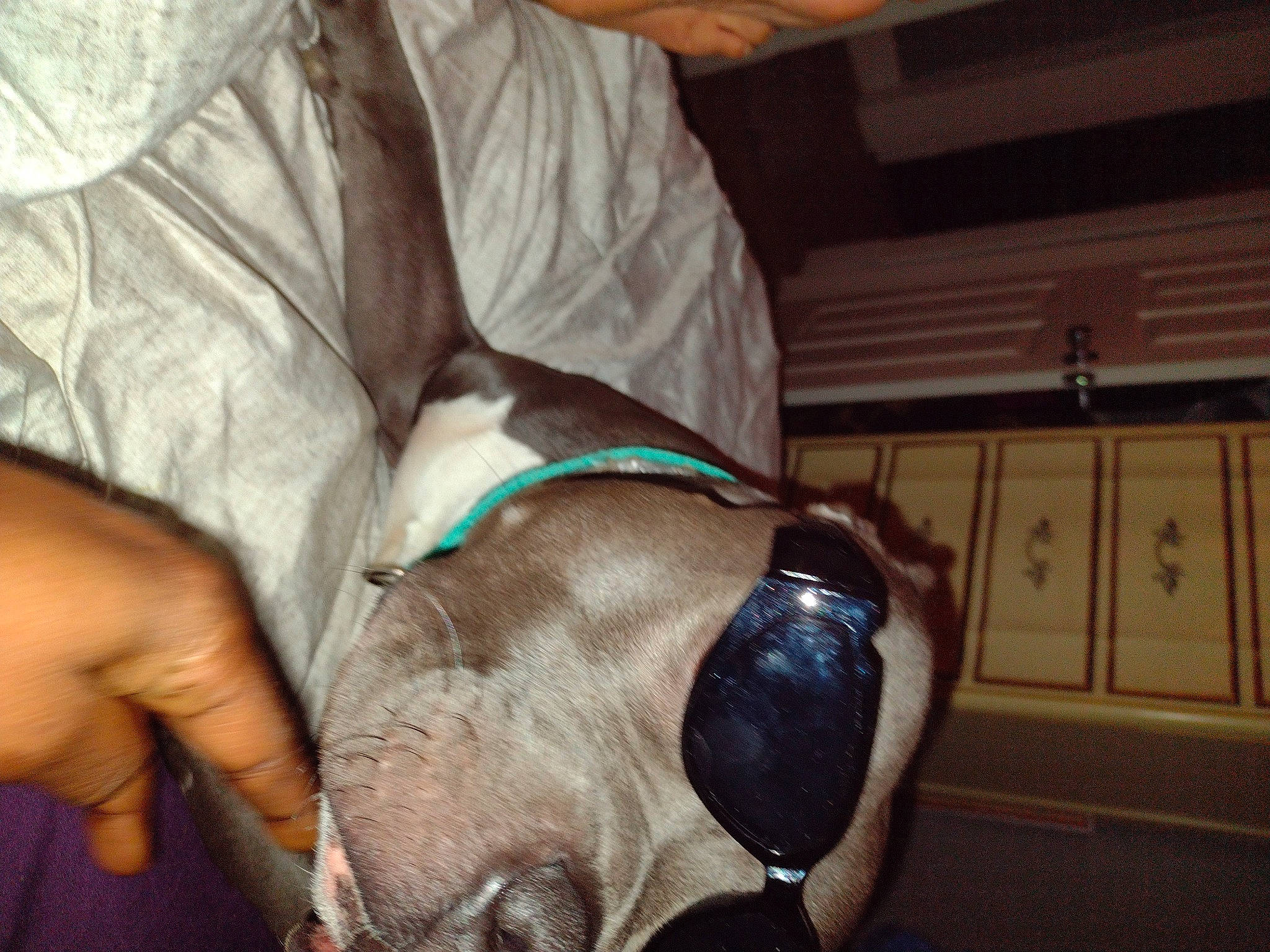 Chief joined the competition — help win amazing prizes! cabinetry, carnivore, collar, comfort, companion_dog, dog, dog_breed, ear, elbow, fawn, fur, guard_dog, liver, pet_supply, snout, sporting_group, whiskers, working_animal, wrinkle, wrist