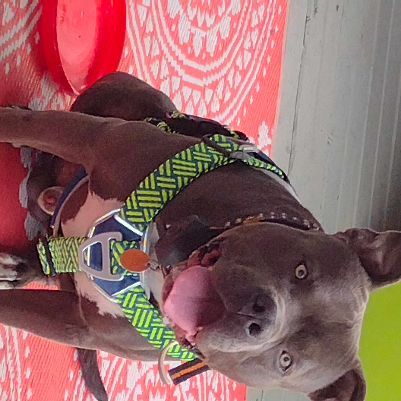 Chief is registered to the contest to win money with this photo: carnivore, chest, collar, companion_dog, dog, dog_breed, dog_collar, dog_supply, fashion_accessory, fawn, foot, human_leg, pattern, personal_protective_equipment, pink, snout, sporting_group, thigh, working_animal, wrist