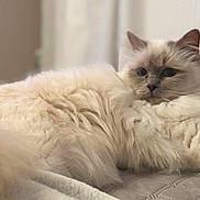 Nalya Taormina a rejoint le concours — aidez-le/la à gagner de superbes lots ! cat, fluffy, cream_colored, indoor, relaxed, quilted_surface, fur, pet, animal, close_up, soft, cozy, lounging, cute, feline, domestic_cat, whiskers, ears, tail, resting