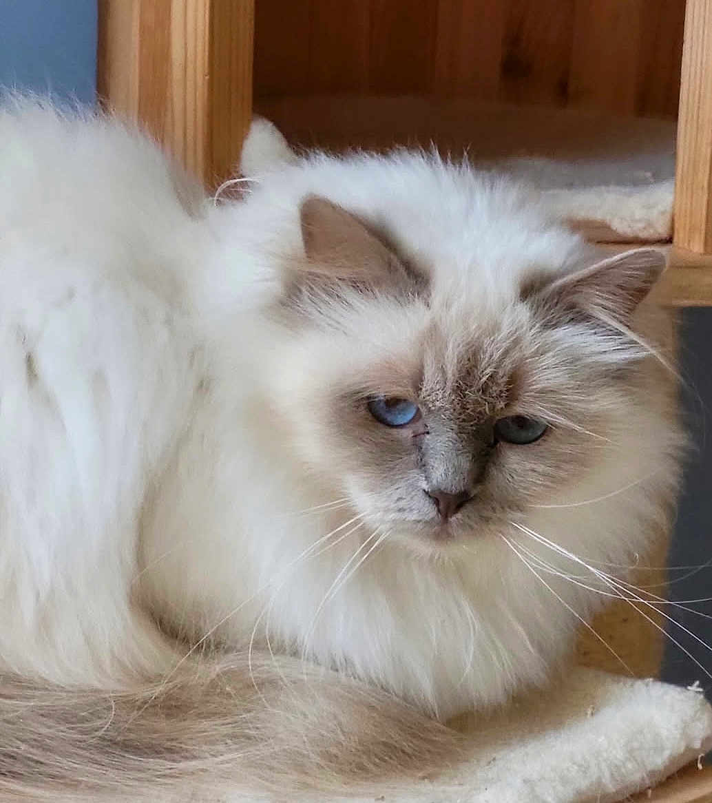 Nalya Taormina participe au concours pour gagner de l'argent avec cette photo : cat, fluffy, white, blue_eyes, feline, pet, indoor, cozy, resting, fur, whiskers, ears, tail, animal, cute, portrait, domestic, cat_tree, relaxed, soft