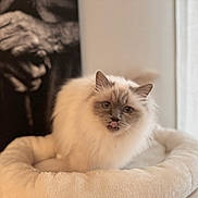 Nalya Taormina a rejoint le concours — aidez-le/la à gagner de superbes lots ! cat, fluffy, long_hair, cream_colored, blue_point, pet, animal, portrait, close_up, sitting, lounging, plush_bed, indoors, home, window, curtains, soft_lighting, fur, tongue_out, cute