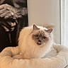 cat, fluffy, long_hair, cream_colored, blue_point, pet, animal, portrait, close_up, sitting, lounging, plush_bed, indoors, home, window, curtains, soft_lighting, fur, tongue_out, cute