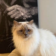Nalya participe au concours pour gagner de l'argent avec cette photo : cat, fluffy, blue_eyes, portrait, indoor, white_fur, animal, pet, close_up, face, feline, domestic_cat, whiskers, ears, soft, cute, calm, photograph, background, contrast
