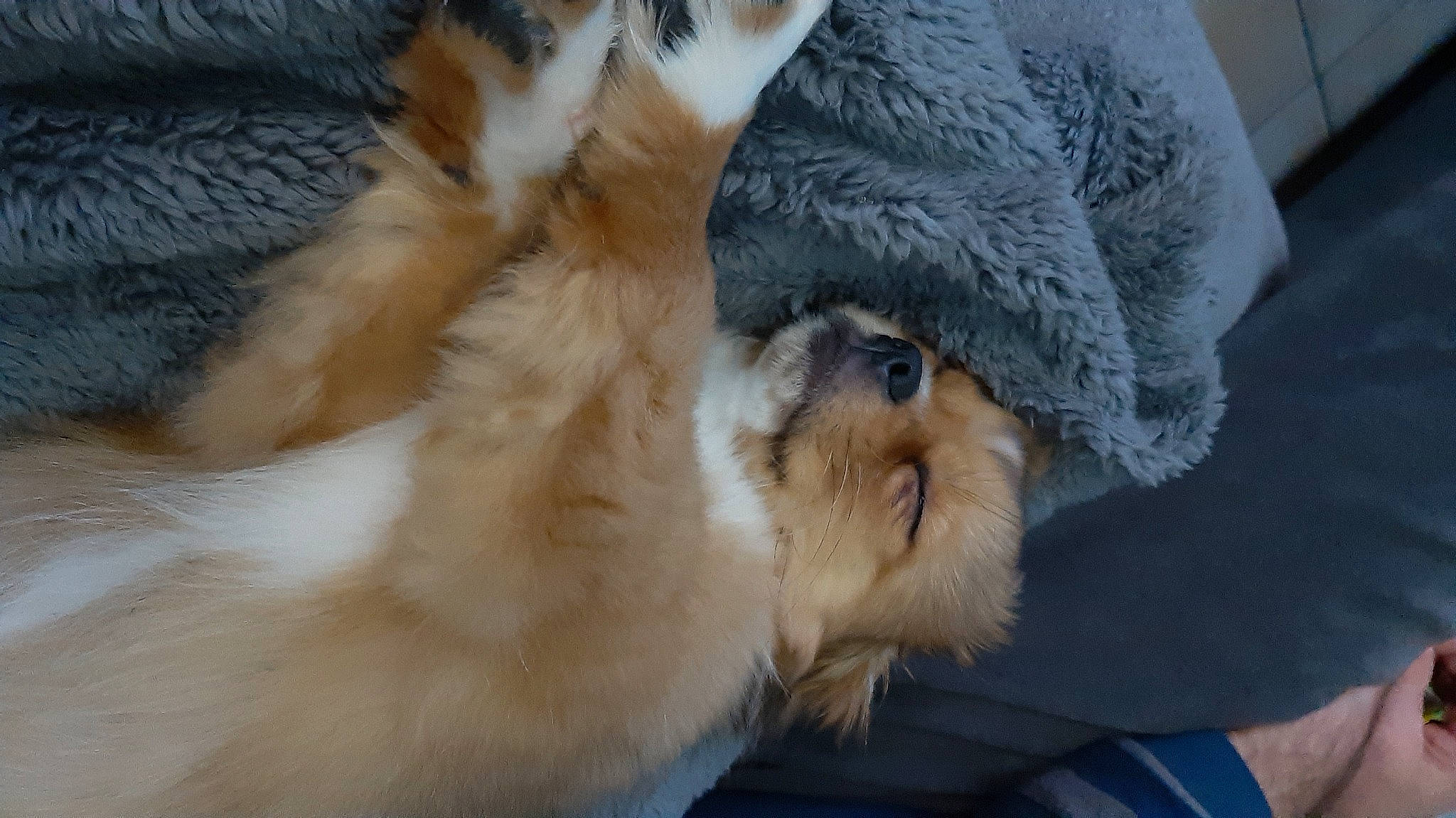 Tessy participe au concours pour gagner de l'argent avec cette photo : canidae, carnivore, cat, claw, comfort, companion_dog, dog_breed, fawn, felidae, fur, mammal, paw, small_to_medium_sized_cats, snout, sporting_group, tail, terrestrial_animal, vertebrate, whiskers, wildlife