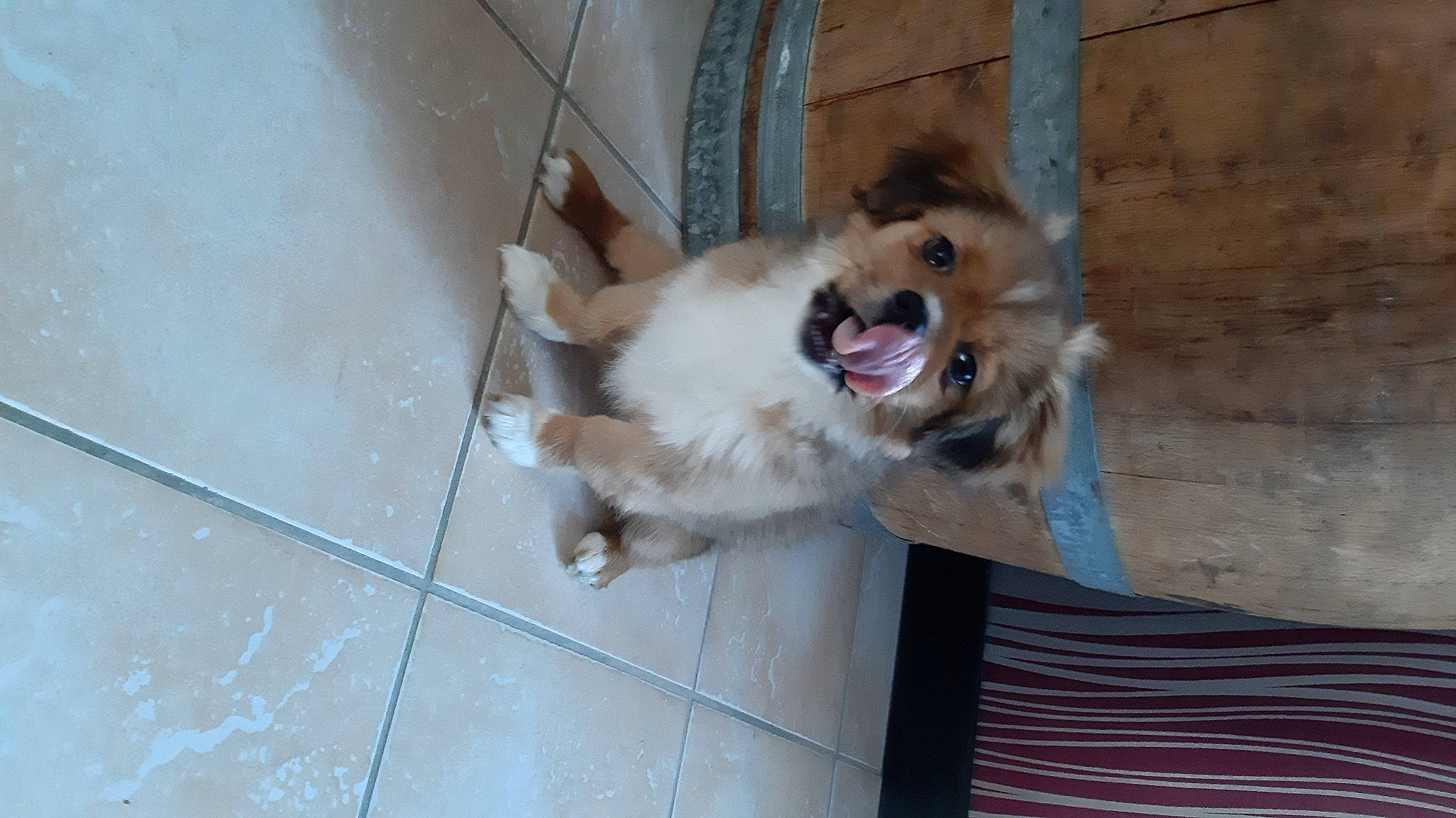 Tessy a rejoint le concours — aidez-le/la à gagner de superbes lots ! animal_shelter, canidae, carnivore, companion_dog, dog, dog_breed, dog_supply, fawn, flooring, fur, non_sporting_group, paw, pet_supply, snout, sporting_group, tail, toy_dog, volpino_italiano, working_animal, working_dog