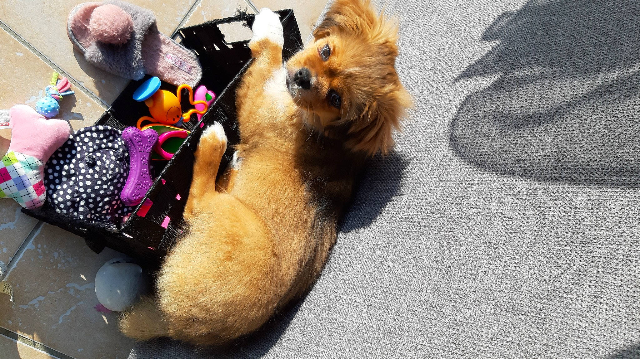 Tessy participe au concours pour gagner de l'argent avec cette photo : carnivore, collar, companion_dog, dog, dog_breed, dog_clothes, dog_collar, dog_supply, fawn, fur, german_spitz, leash, paw, pet_supply, pomeranian, spitz, stuffed_toy, sunglasses, toy, toy_dog