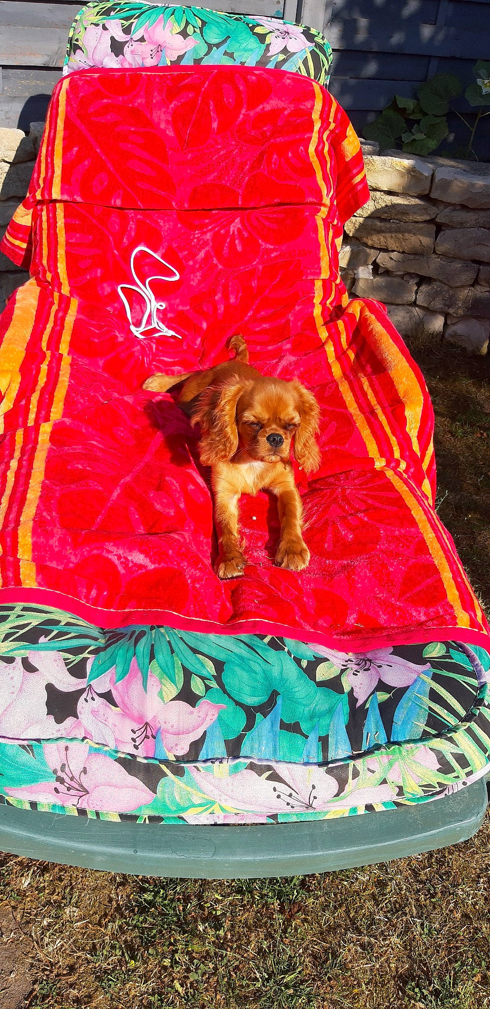 Patsy a rejoint le concours — aidez-le/la à gagner de superbes lots ! american_cocker_spaniel, canidae, carnivore, companion_dog, dog, dog_breed, english_cocker_spaniel, magenta, pattern, spaniel, sporting_group