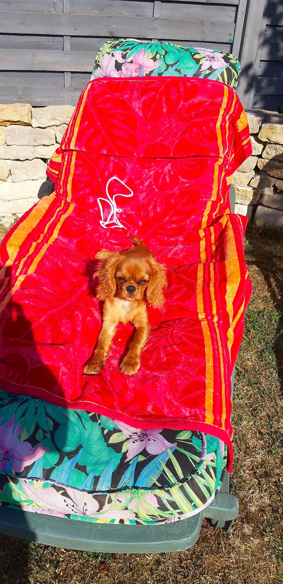 Patsy a rejoint le concours — aidez-le/la à gagner de superbes lots ! american_cocker_spaniel, canidae, carnivore, cocker_spaniel, companion_dog, dog, dog_breed, dog_clothes, english_cocker_spaniel, fawn, spaniel, sporting_group