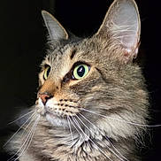 Jax joined the competition — help win amazing prizes! alert, animal, cat, close_up, cute, domestic_cat, ears, face, feline, fur, green_eyes, indoor, looking_away, mammal, pet, portrait, profile, soft_light, tabby, whiskers