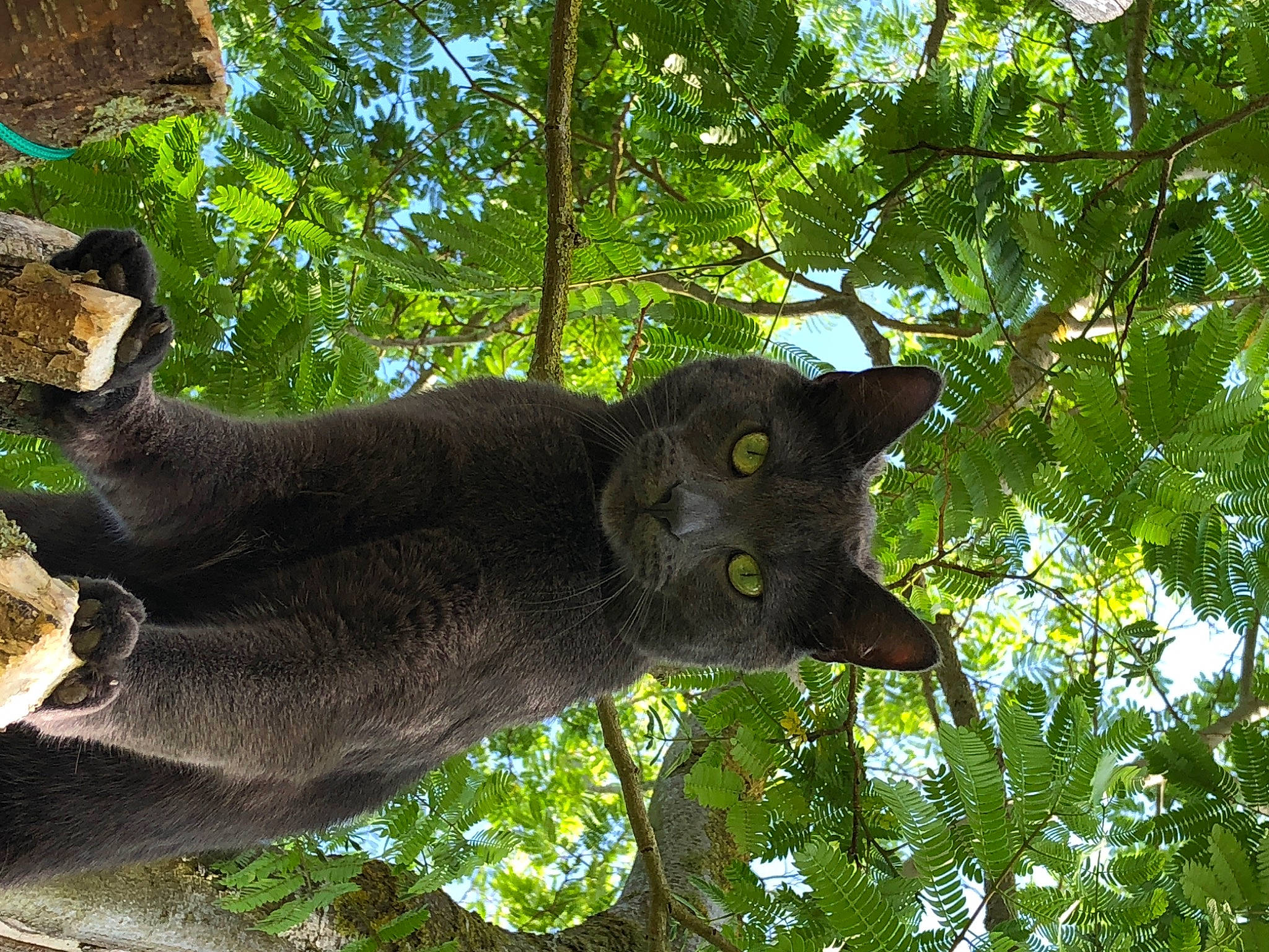 Pompom a rejoint le concours — aidez-le/la à gagner de superbes lots ! branch, carnivore, cat, domestic_short_haired_cat, felidae, fur, grass, groundcover, plant, sculpture, small_to_medium_sized_cats, snout, tail, terrestrial_animal, terrestrial_plant, tree, trunk, twig, whiskers, wildlife