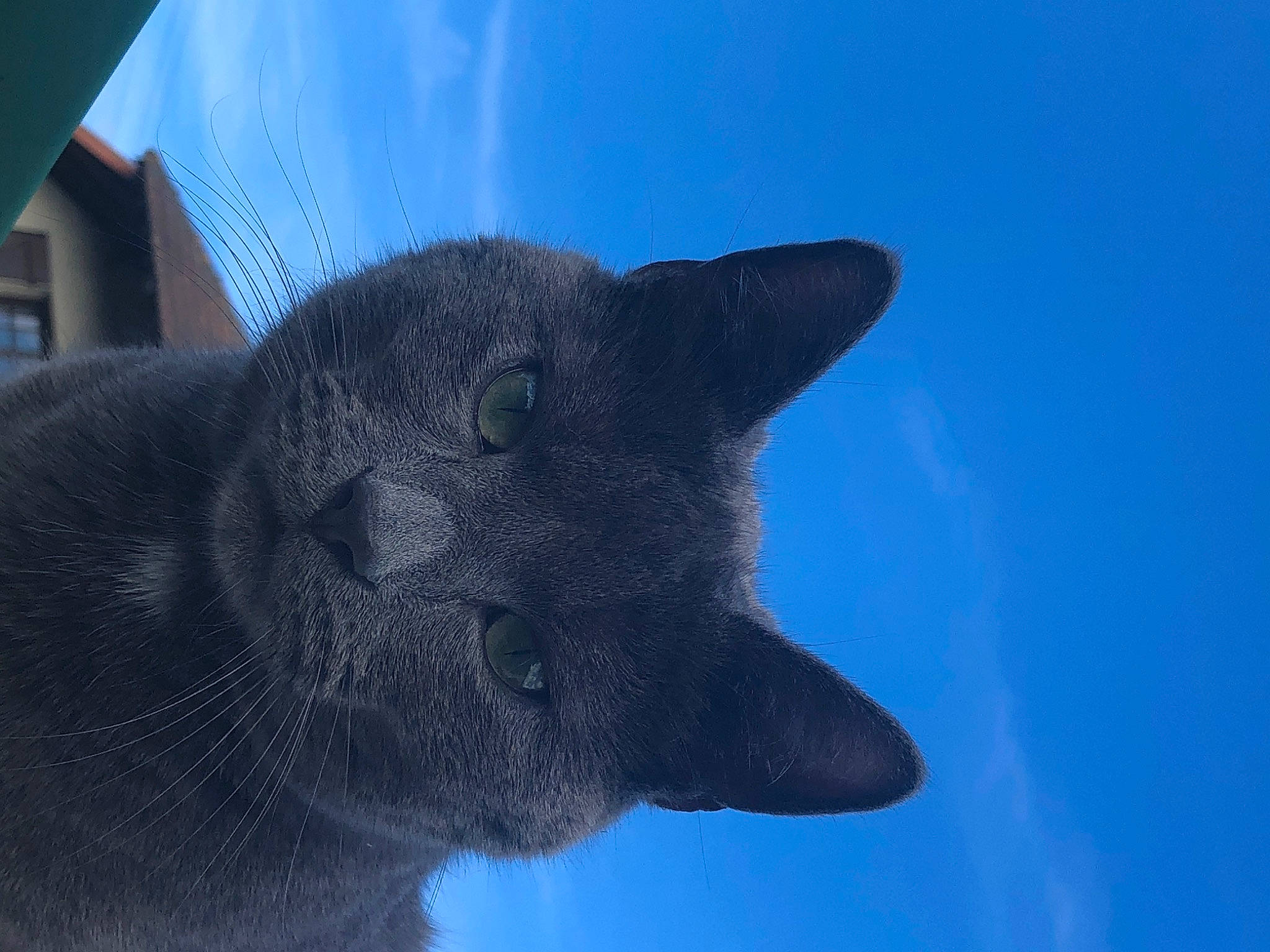 Pompom participe au concours pour gagner de l'argent avec cette photo : carnivore, cat, domestic_short_haired_cat, electric_blue, felidae, fur, russian_blue, sculpture, sky, small_to_medium_sized_cats, snout, tail, terrestrial_animal, whiskers, wildlife, window