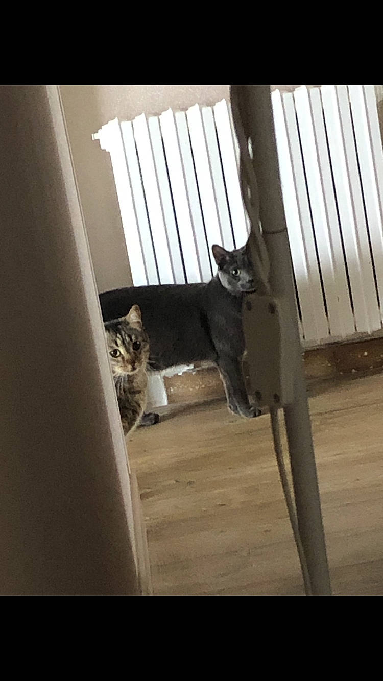 Chachat a rejoint le concours — aidez-le/la à gagner de superbes lots ! carnivore, cat, domestic_short_haired_cat, door, felidae, floor, flooring, fur, hardwood, house, room, shade, shadow, small_to_medium_sized_cats, stairs, tail, tints_and_shades, whiskers, window, wood