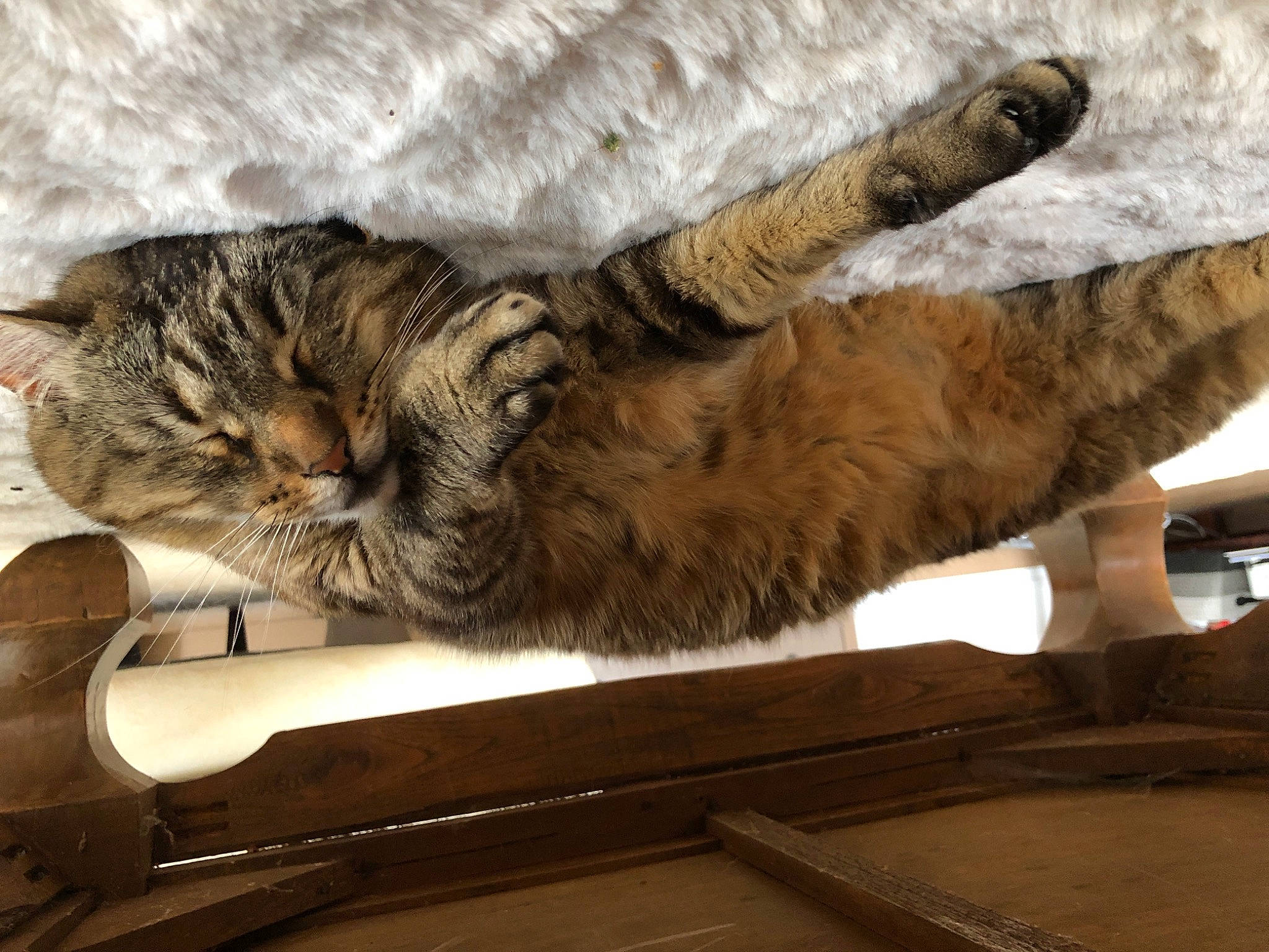 Chachat participe au concours pour gagner de l'argent avec cette photo : carnivore, cat, claw, comfort, domestic_short_haired_cat, felidae, fur, hardwood, nap, paw, room, sleep, small_to_medium_sized_cats, snout, tail, terrestrial_animal, vertebrate, whiskers, wood