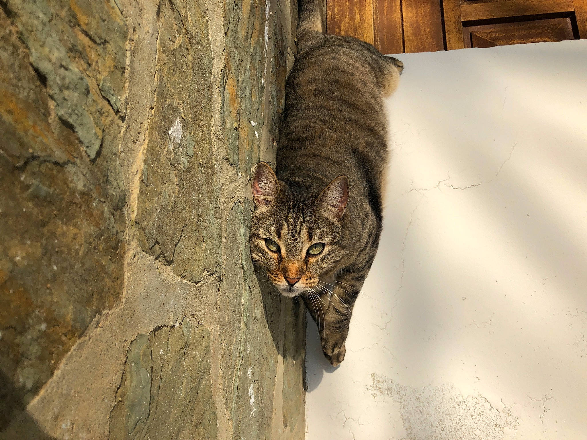 Chachat participe au concours pour gagner de l'argent avec cette photo : brown, carnivore, cat, domestic_short_haired_cat, door, eye, felidae, fur, grey, shadow, small_to_medium_sized_cats, snout, tail, terrestrial_animal, tree, trunk, whiskers, wildlife, window, wood