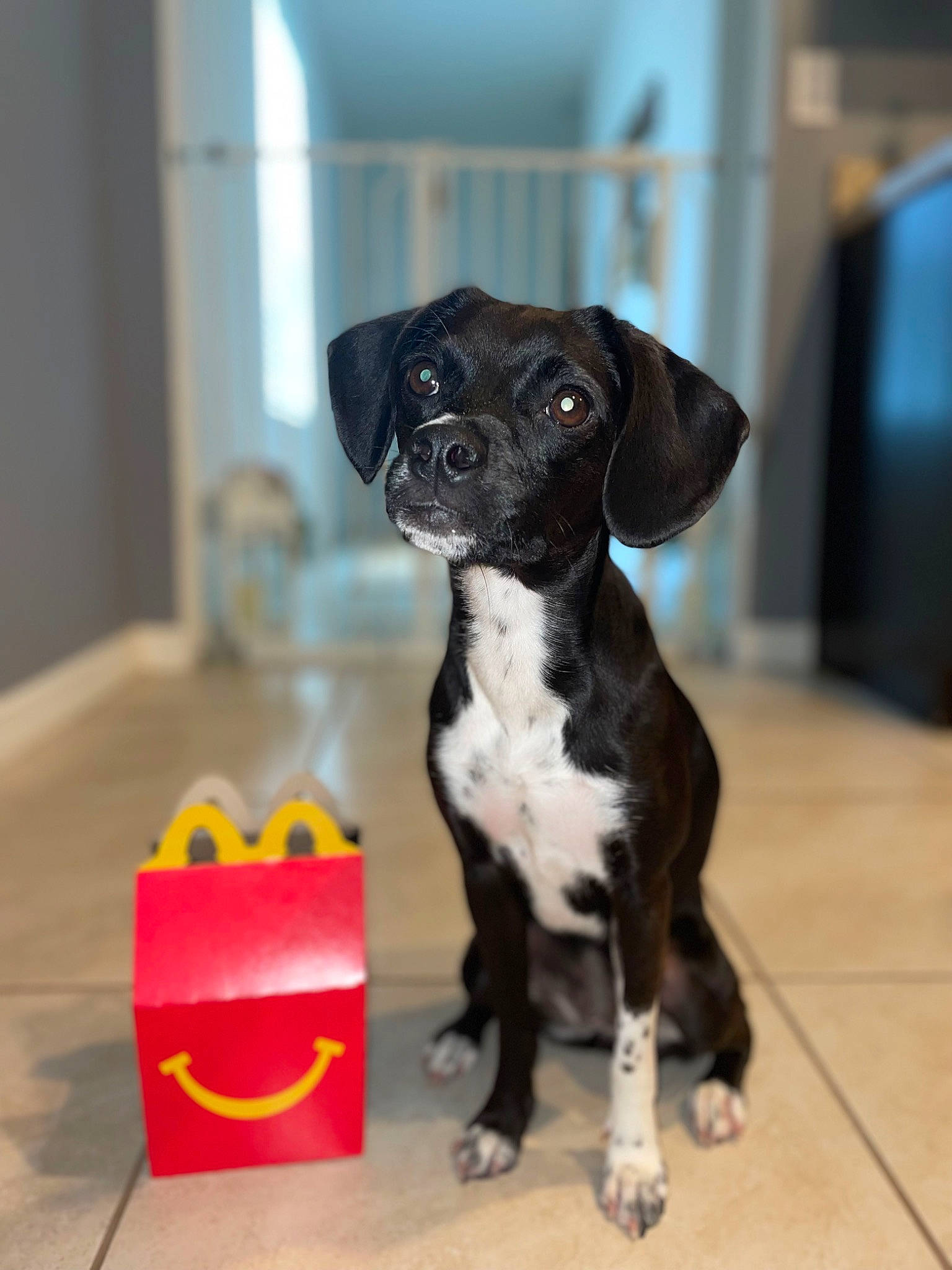 Deedee is registered to the contest to win money with this photo: borador, canidae, carnivore, collar, companion_dog, dog, dog_breed, dog_supply, fawn, fur, non_sporting_group, paw, pet_supply, snout, sporting_group, tail, terrestrial_animal, toy_dog, whiskers, working_animal