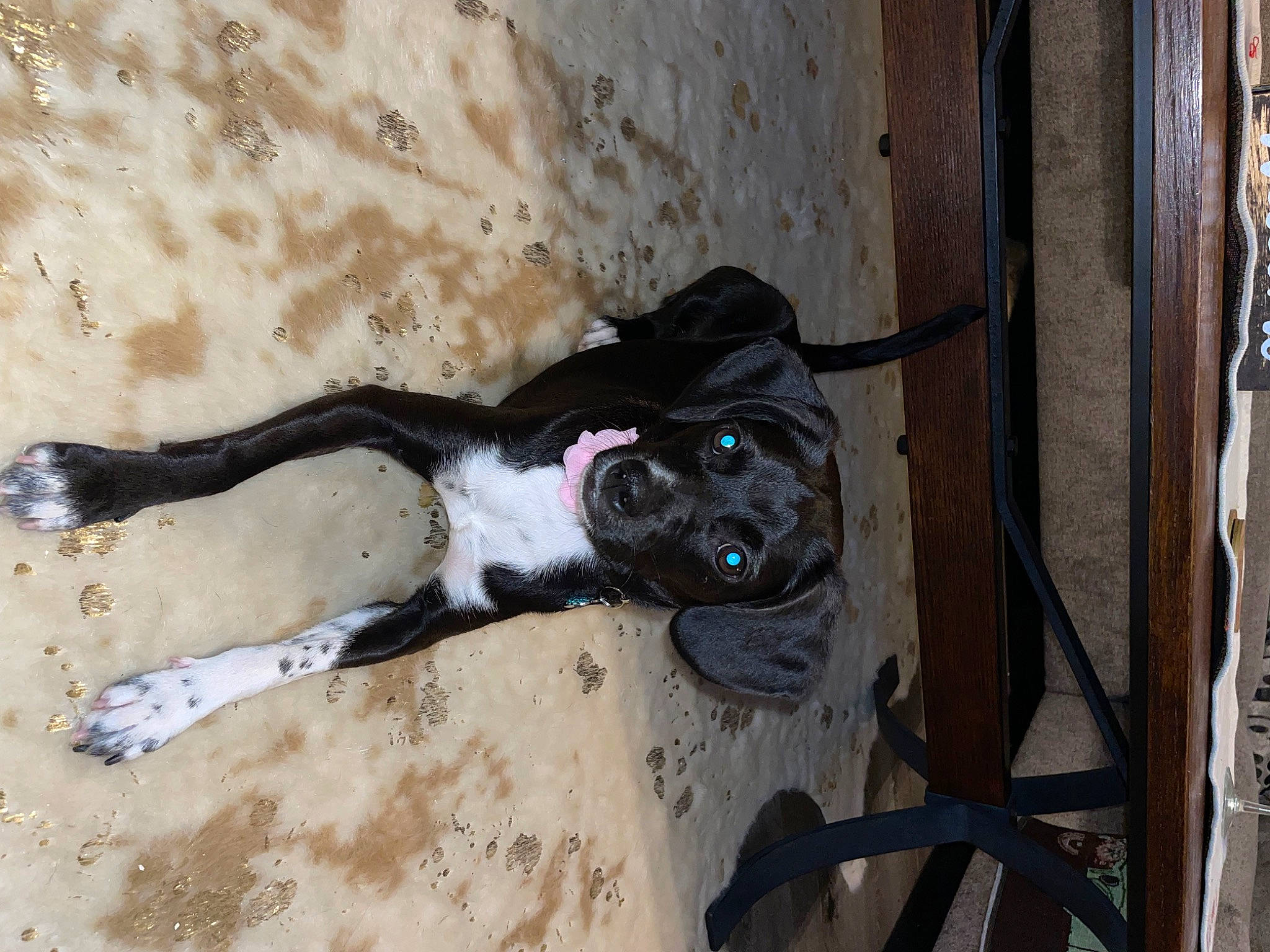 Deedee is registered to the contest to win money with this photo: art, canidae, carnivore, collar, companion_dog, dog, dog_breed, dog_collar, dog_supply, door, fawn, non_sporting_group, pet_supply, sporting_group, tail, wood, working_animal