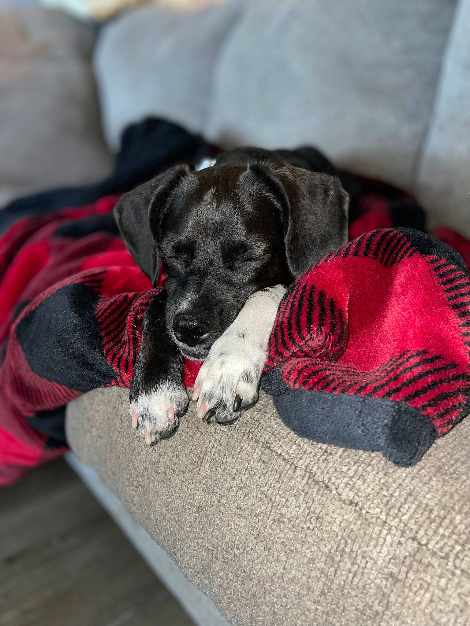 Deedee is registered to the contest to win money with this photo: borador, carmine, carnivore, collar, comfort, companion_dog, dog, dog_breed, dog_collar, dog_supply, fur, grey, guard_dog, leash, non_sporting_group, paw, sporting_group, tail, working_animal