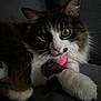 cat, fluffy, green_eyes, pink_toy, paws, couch, dark_background, whiskers, pet, animal, indoor, fur, closeup, cute, relaxed, playful, portrait, domestic_cat, feline, resting