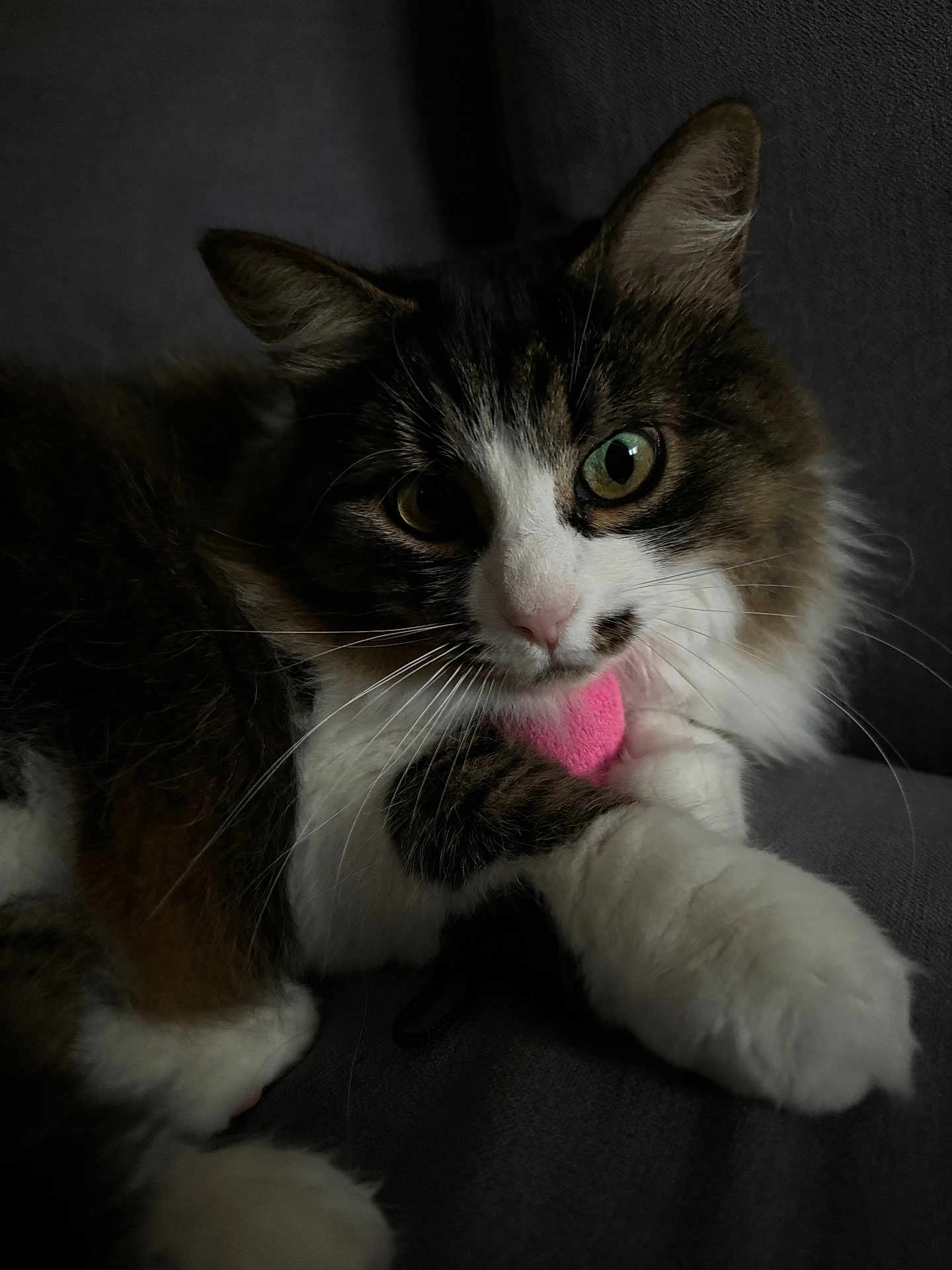 Cassiopée participe au concours pour gagner de l'argent avec cette photo : cat, fluffy, green_eyes, pink_toy, paws, couch, dark_background, whiskers, pet, animal, indoor, fur, closeup, cute, relaxed, playful, portrait, domestic_cat, feline, resting