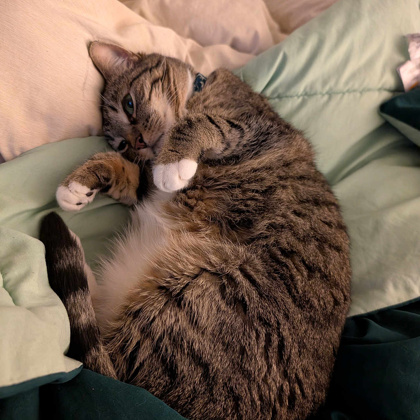 Aya is registered to the contest to win money with this photo: animal, bed, blanket, cat, comfort, cozy, cute, domestic_cat, feline, fur, indoor, paws, pet, pillow, relaxed, resting, sleeping, soft, tabby, whiskers